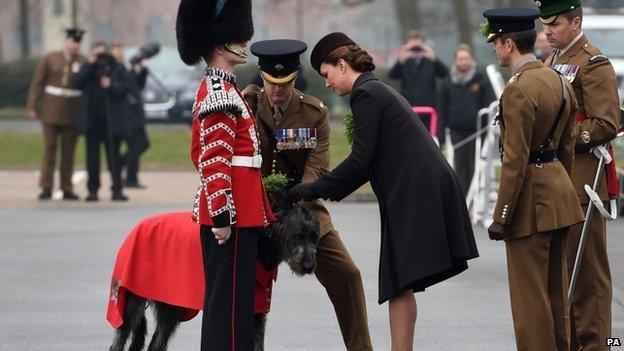 Duchess of Cambridge pins shamrocks on the Irish Guards mascot wolfhound