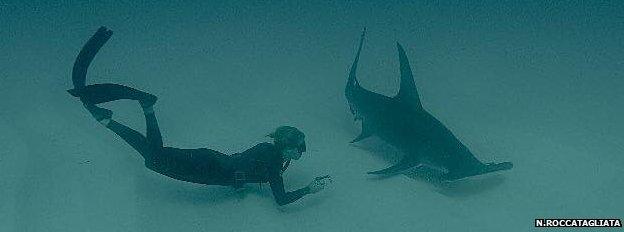 Judith Bakker swimming with hammerhead shark (Image: Nicolo Roccatagliata)