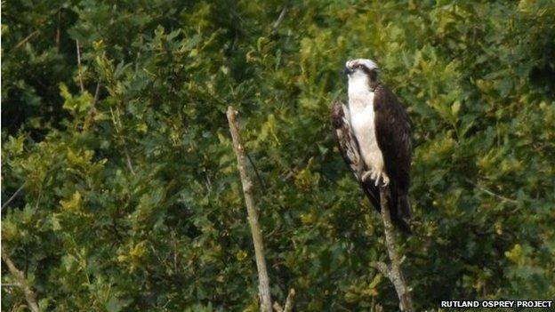 Rutland osprey 03(97)