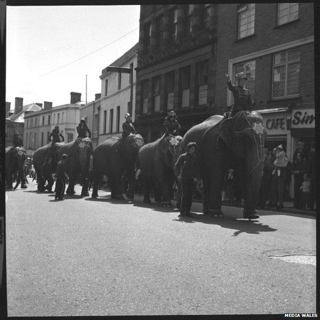 Elephants from Cottle's circus