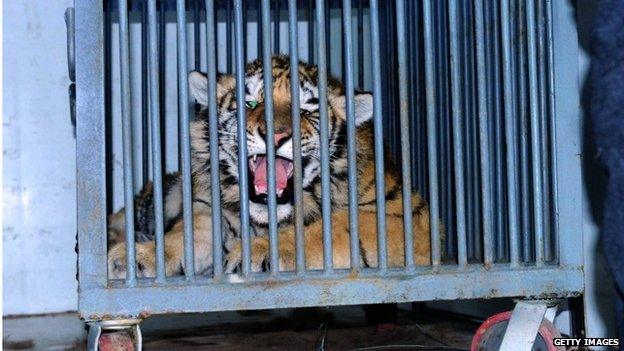 A Siberian tiger cub being transported by rescuers from Qingdao