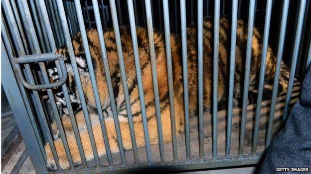 A Siberian tiger cub being transported by rescuers from Qingdao