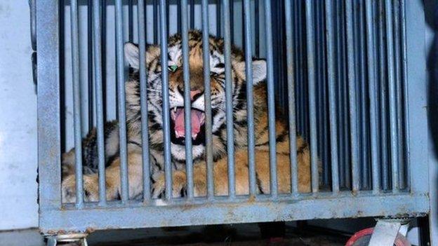 A Siberian tiger cub being transported by rescuers from Qingdao