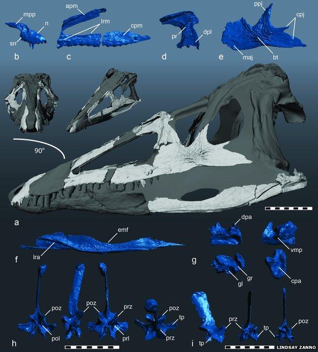 Researchers used 3D models to reconstruct the skull of the croc