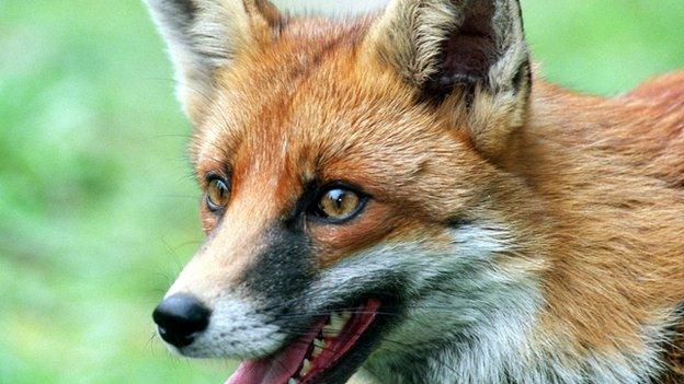 A fox stands in the forest, Surrey, UK on 28 August, 2001