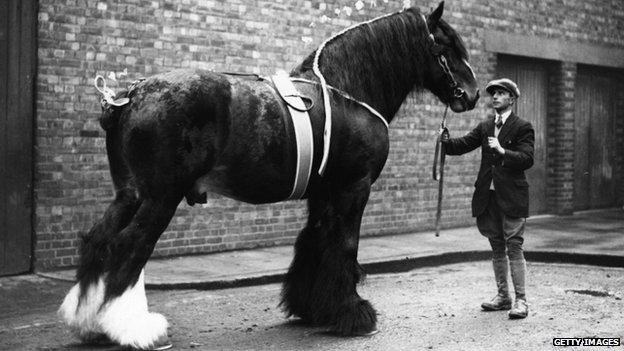 Shire horse, 1926