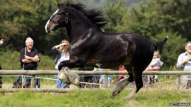 Shire horse running