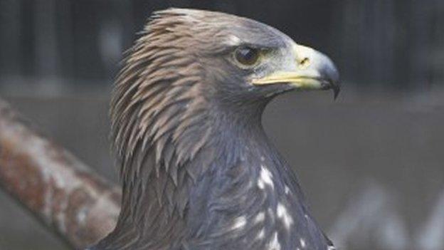 Bud the golden eagle