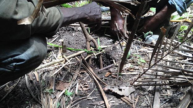 Bushmeat hunters prepare a trap