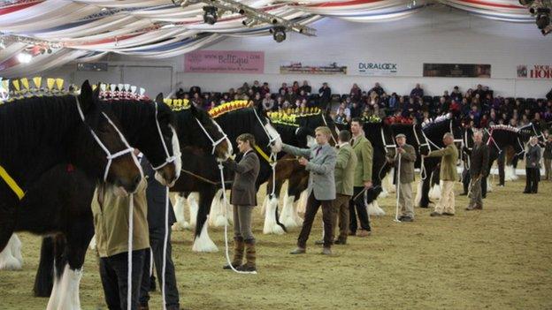 Shire horses on show