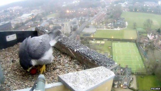 Peregrine falcon