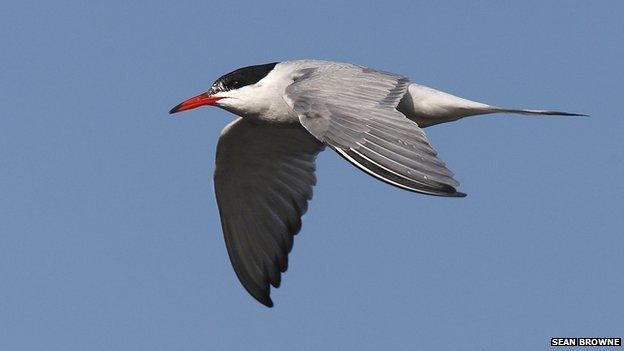 Common tern