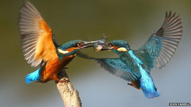 Kingfishers passing food