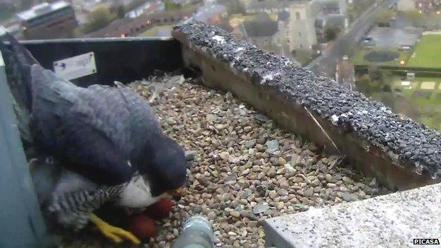 Peregrine with two eggs