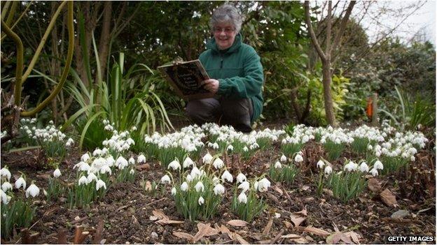 A woman with a clipboard counting snowdrops