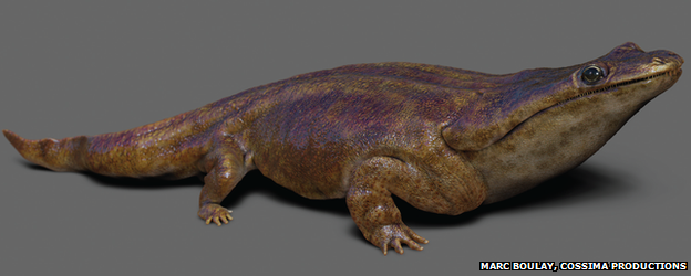 Reconstruction of metoposaurus algarvensis