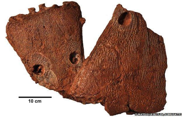 metoposaurus skulls