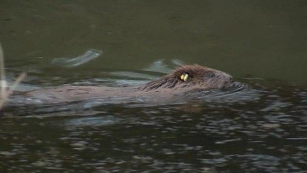 Released beaver