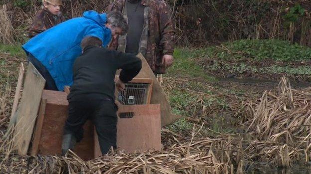 Beavers being released