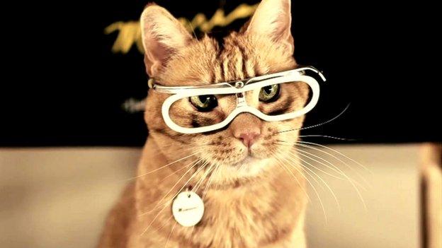 SXSW cat