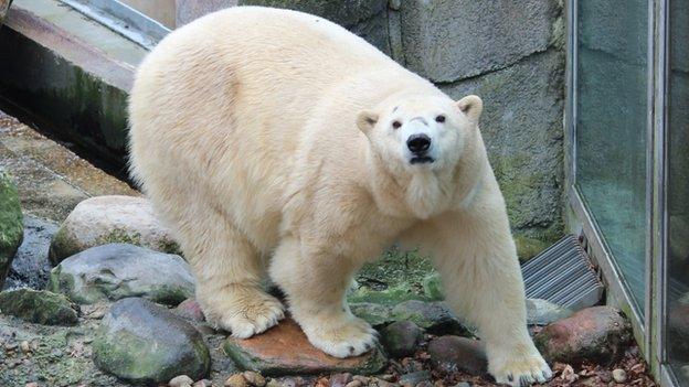 Polar bear Victoria