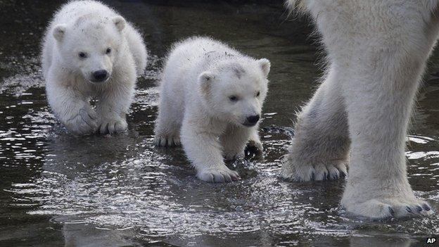 Polar bear cubs