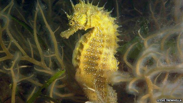 Spiny Seahorse