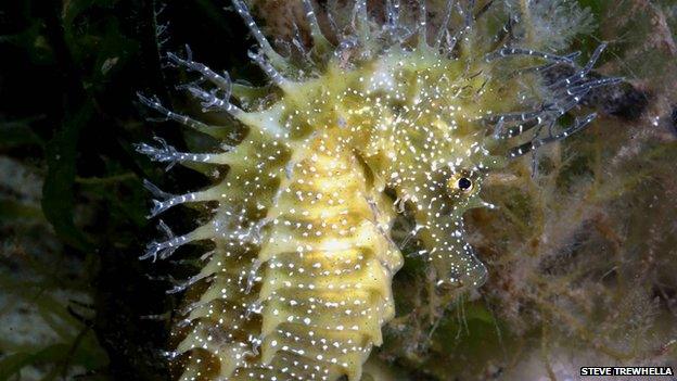 Spiny Seahorse