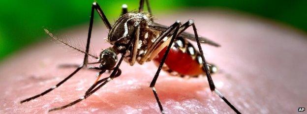 This 2006 photo made available by the Centers for Disease Control and Prevention shows a female Aedes aegypti mosquito acquiring a blood meal from a human host at the Centers for Disease Control in Atlanta