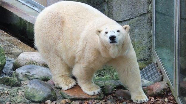 Polar bear Victoria