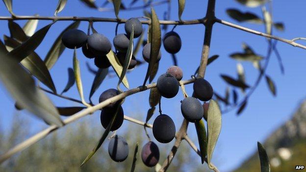 Olives - file pic