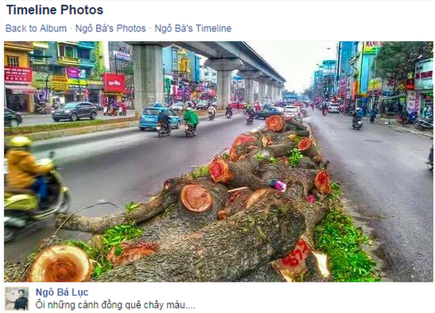 pictures of trees felled