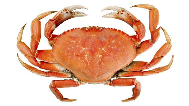 Crab