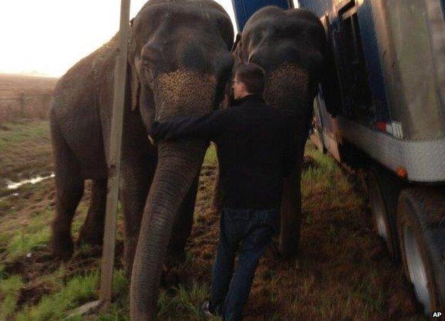 Elephants being corralled to prevent the truck from leaning further