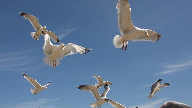 Seagulls