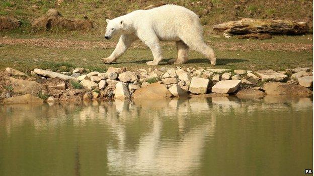 Pixel the polar bear