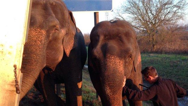 Elephants being corralled to prevent the truck from leaning further