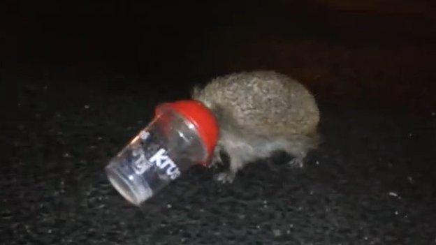 Hedgehog stuck in cup