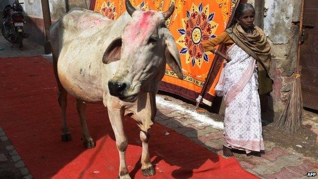 Indian cow