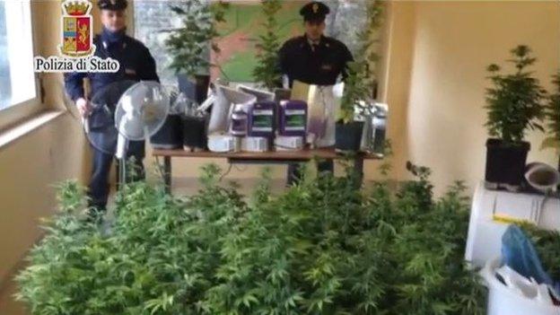 Police display the confiscated cannabis plants