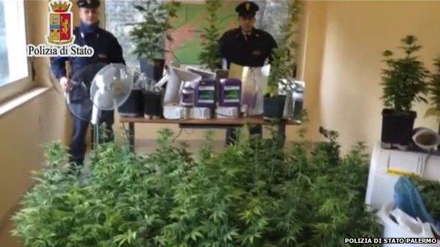 Police display the confiscated cannabis plants