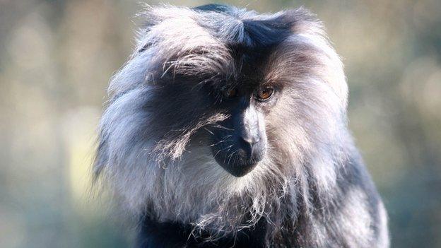 Lion-tailed macaque