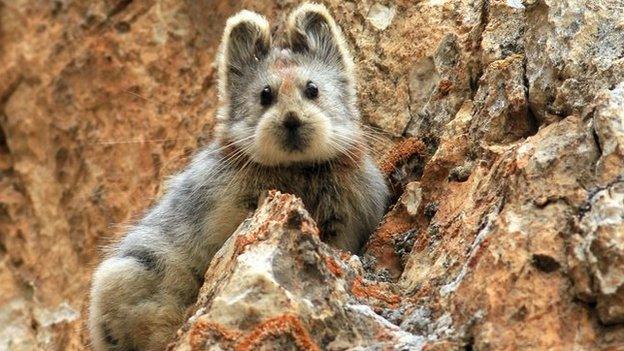 The Ili Pika in China