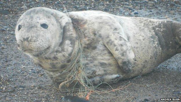 Grey seal pup