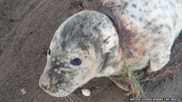 Grey seal pup