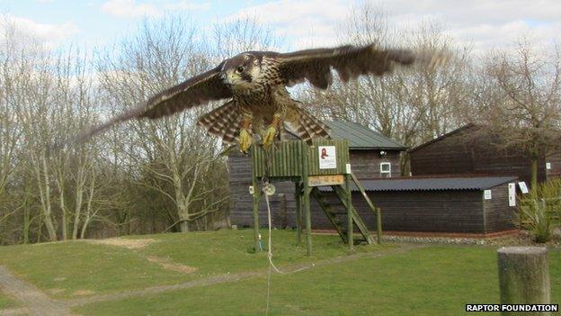 Peregrine falcon