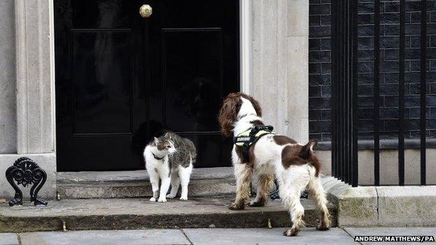 Downing Street cat Larry and police sniffer dog Bailey meet on the steps of 10 Downing Street