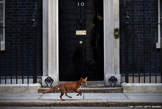 A fox runs in front of 10 Downing Street