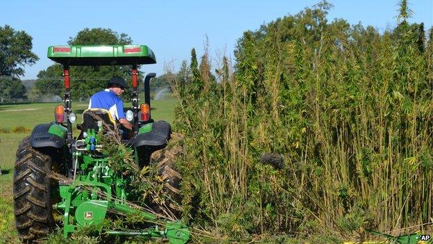 A tractor cutting hemp