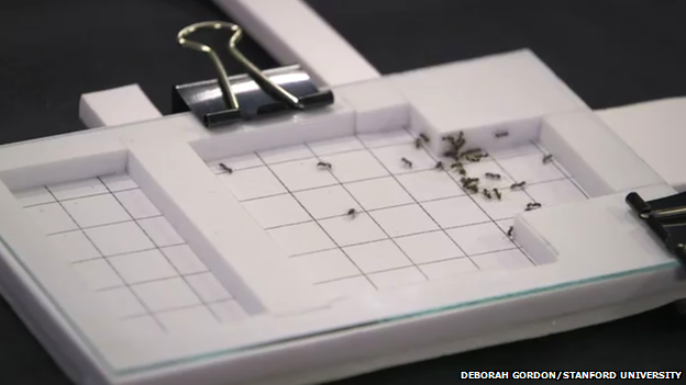 ant experiment set-up